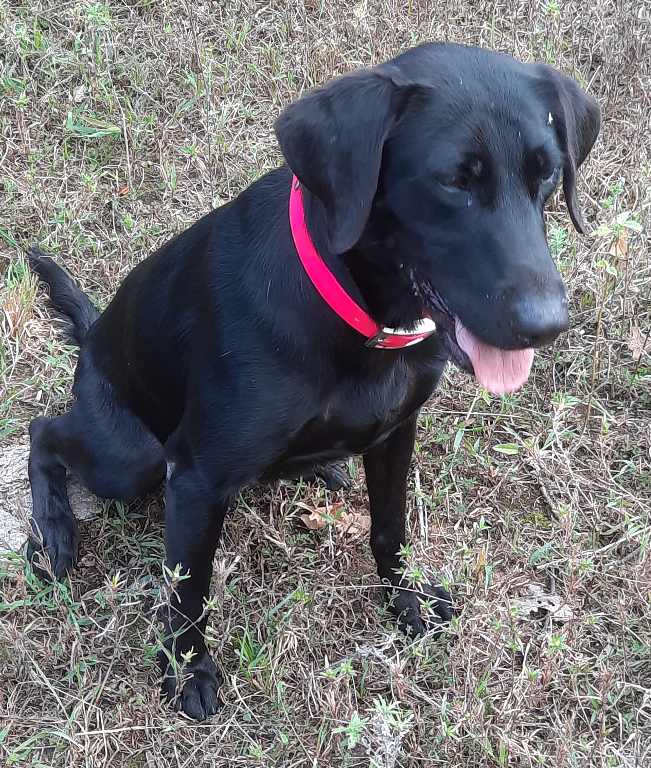 CHSD WSD Okie Shed Dogs Remmy Rue | Black Labrador Retriver