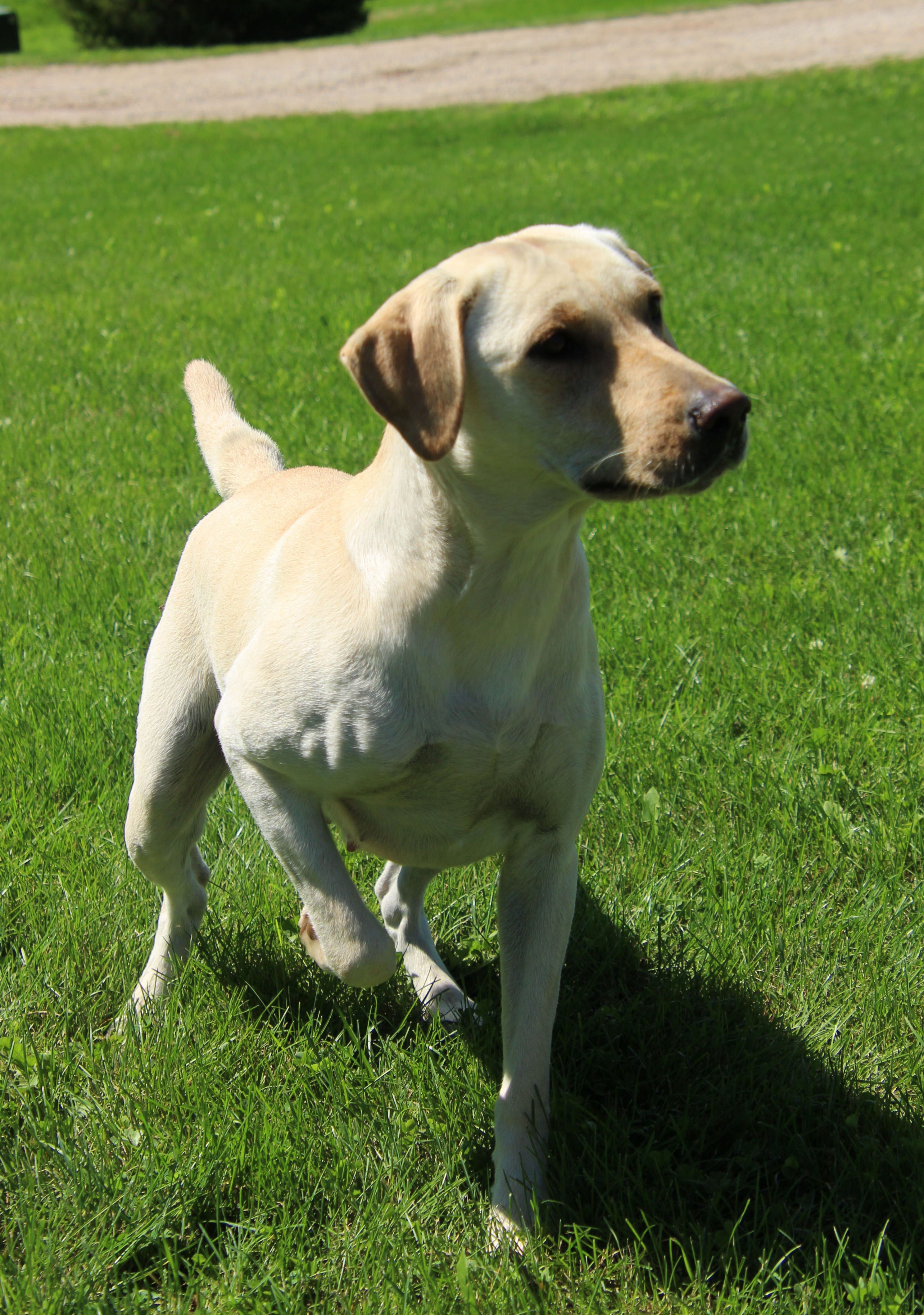 Atouch Of Lace | Yellow Labrador Retriver