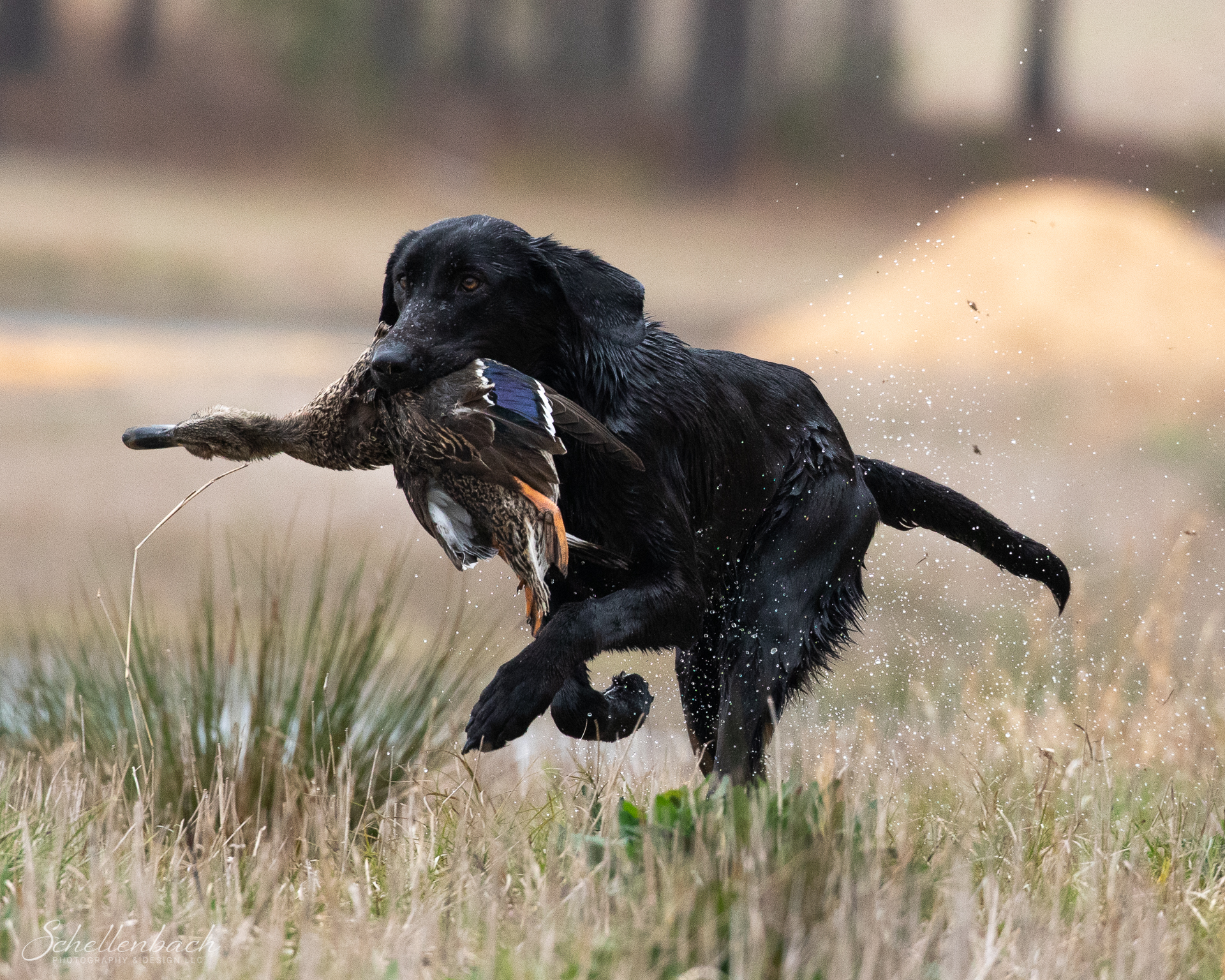 Fmr’s Baptized By Blackwater SH | Black Labrador Retriver