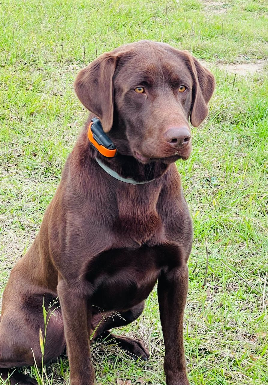 Maccabees Divine Decision | Chocolate Labrador Retriver