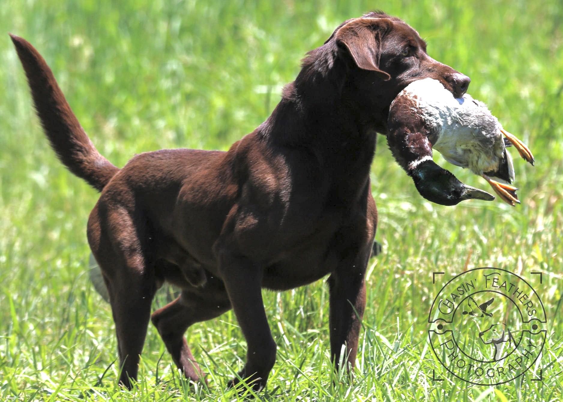 GRHRCH Mamou's Blue Bayou Cajun MH | Chocolate Labrador Retriver