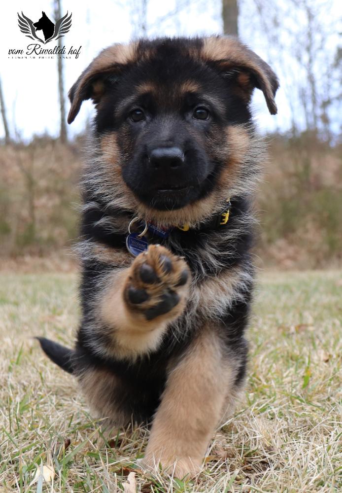 Borso vom Riwalldi Hof | German Shepherd Dog 