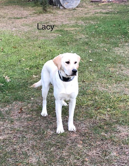 Purdy Winter Legacy | Yellow Labrador Retriver