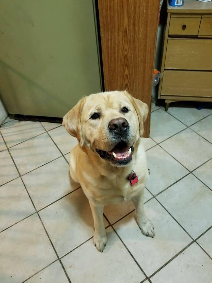 Buckingham Badger Weber | Yellow Labrador Retriver