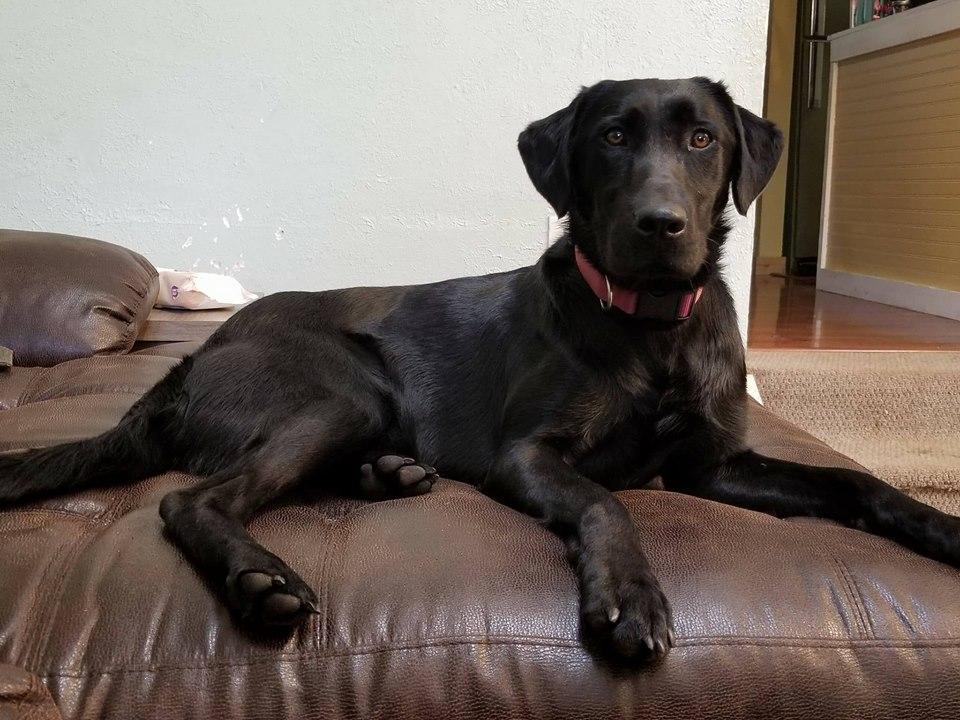 Cheyenne's Glory Filled My Soul | Black Labrador Retriver