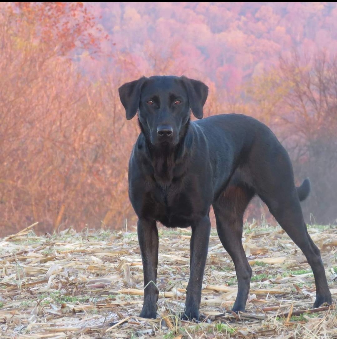 NATCH3 VNATCH2 Blackfoot's Byte Of Pi In The Sky RN AX AXJ XF DE DM TKP | Black Labrador Retriver