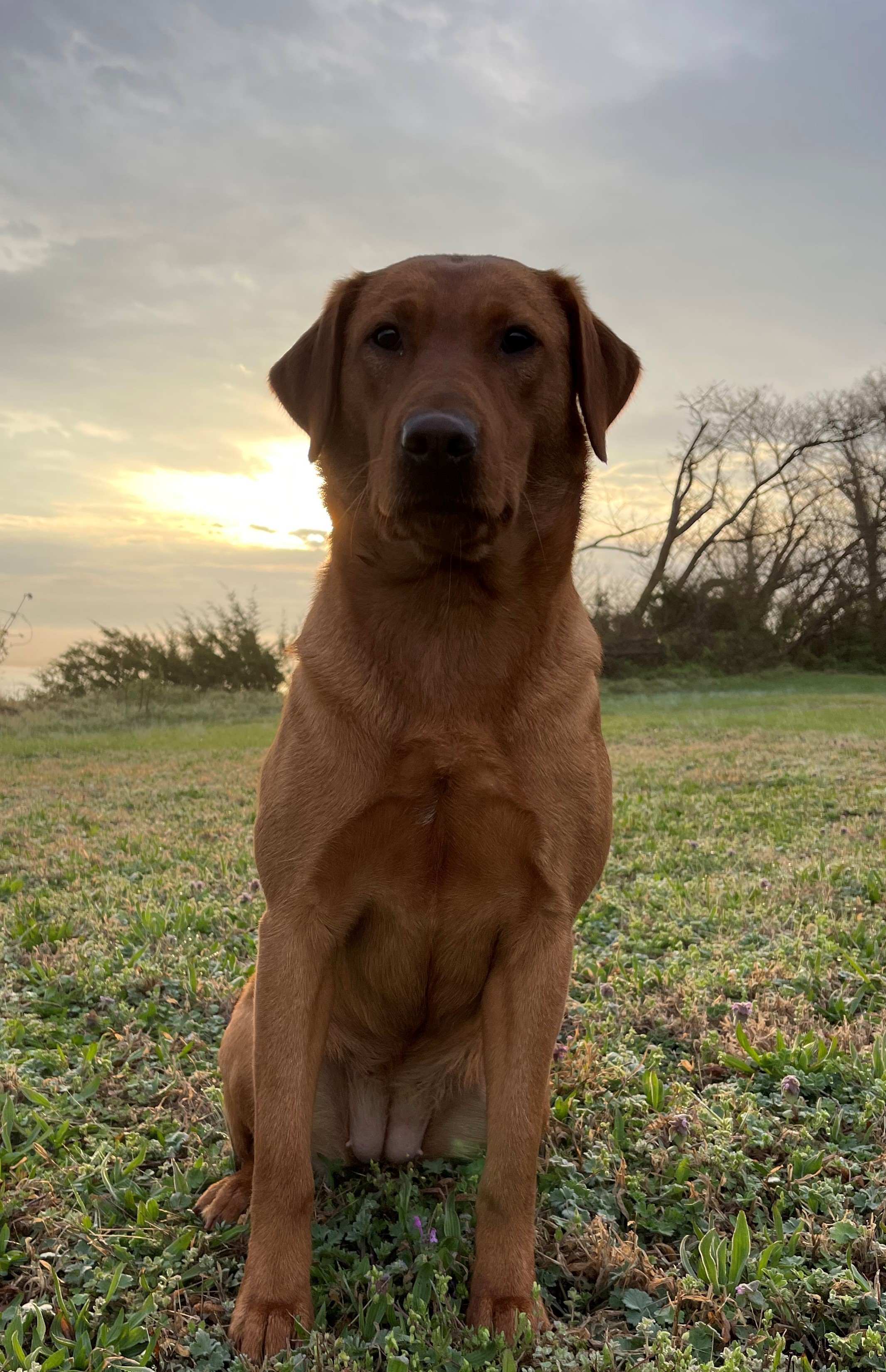 Red Tide's Beyond The Breakers | Yellow Labrador Retriver