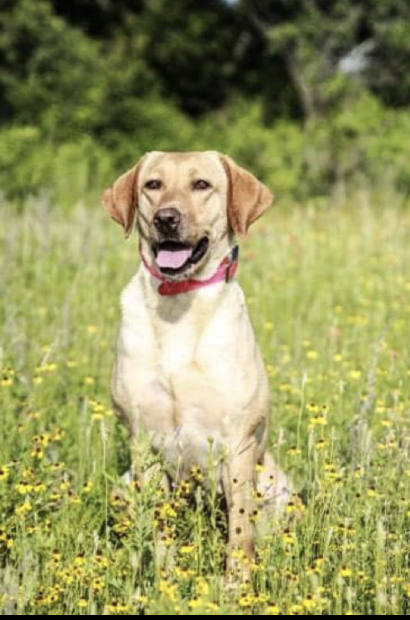 Niche Creeks One Hot Jazzy Girl | Yellow Labrador Retriver