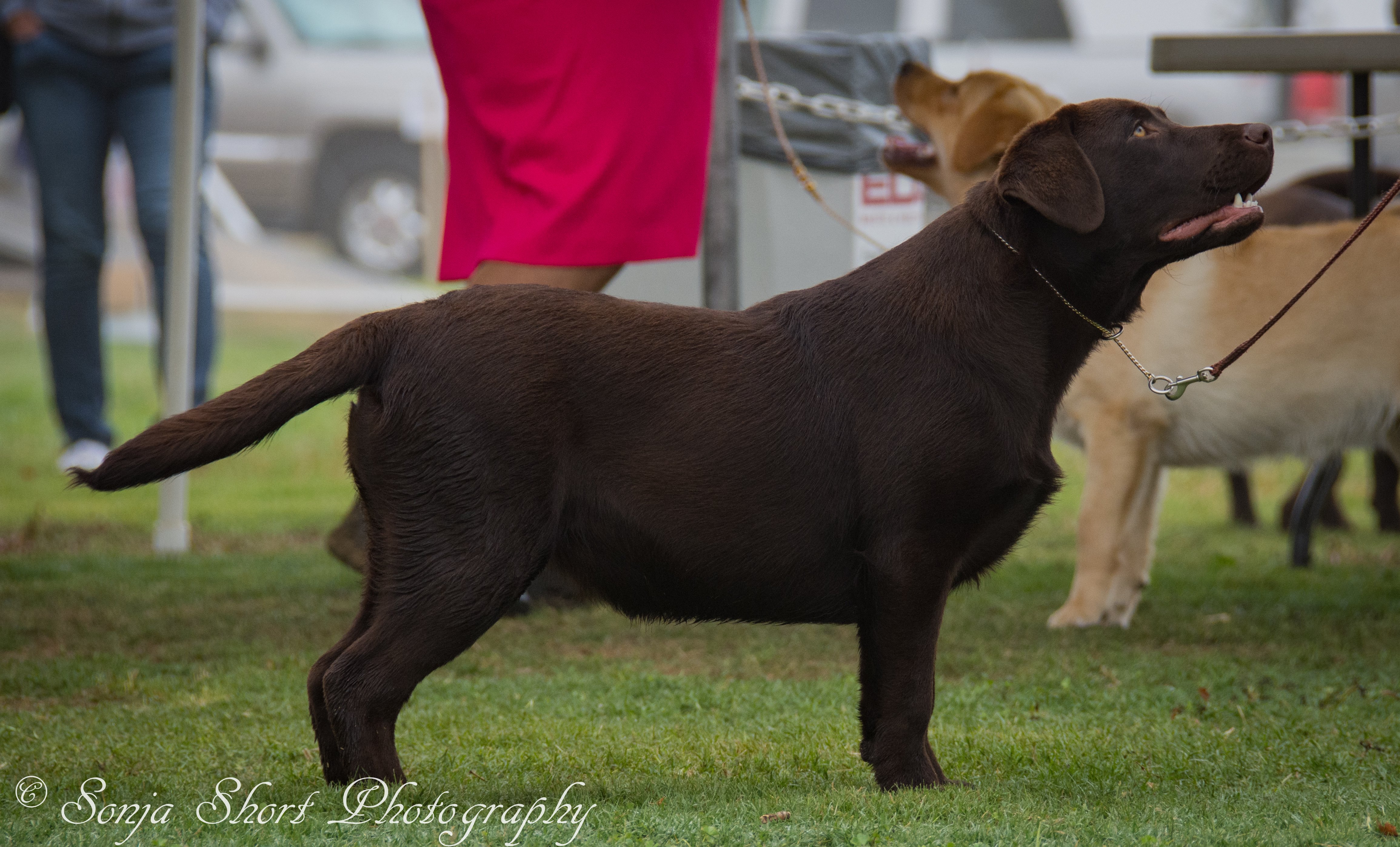 Int. Ch Westlane's Quicker With Brown Liquor V Kalhof | Chocolate Labrador Retriver