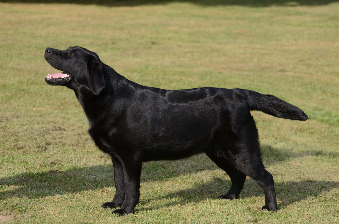 Overlook's Past The Horizon | Black Labrador Retriver