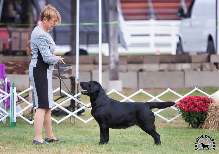 MBOSS Grp1 GCHM CH Overlook's Pepper | Black Labrador Retriver