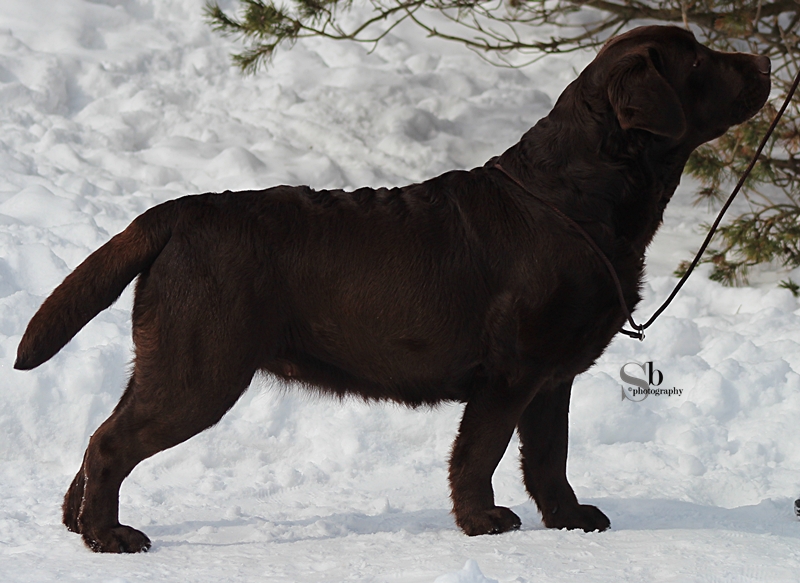 Moonlit's Etched In Stone | Chocolate Labrador Retriver