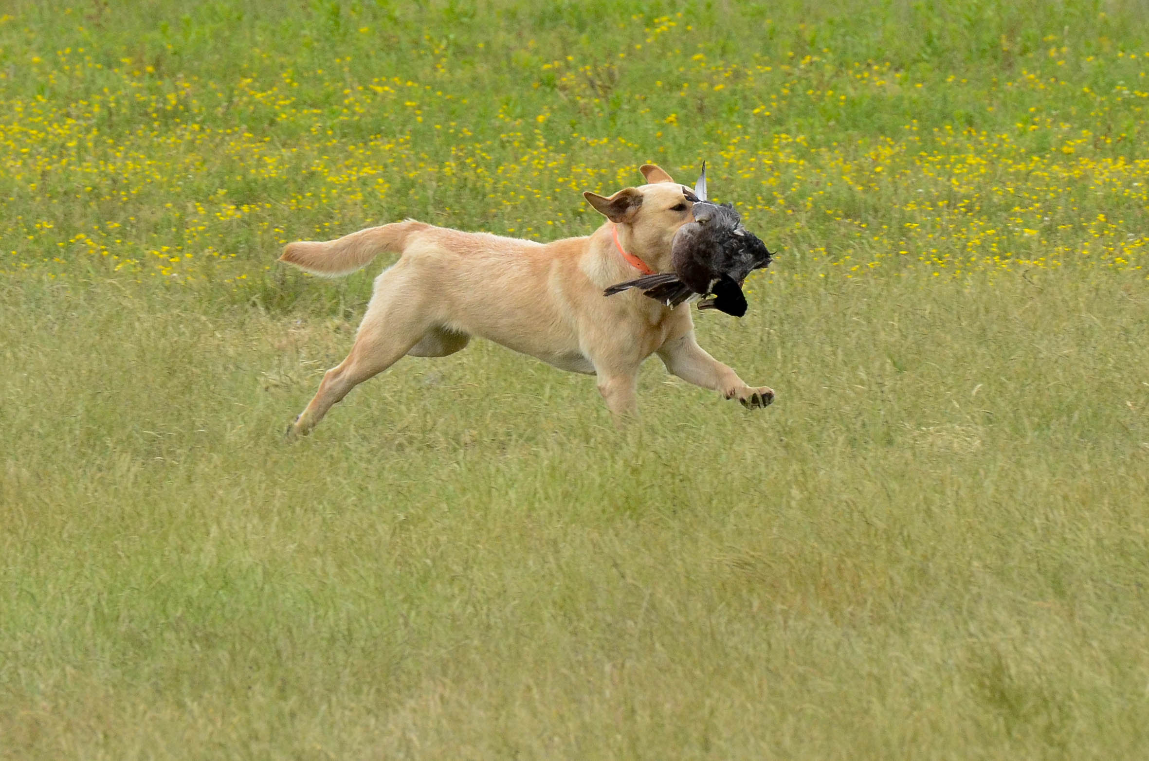 Westlane's Burnt Creme WC BCAT | Yellow Labrador Retriver