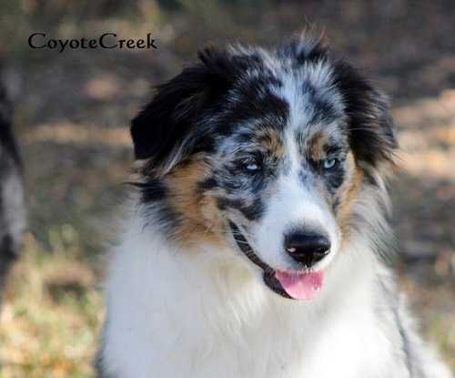 Coyote Creeks Wild Catalina | Australian Shepherd 