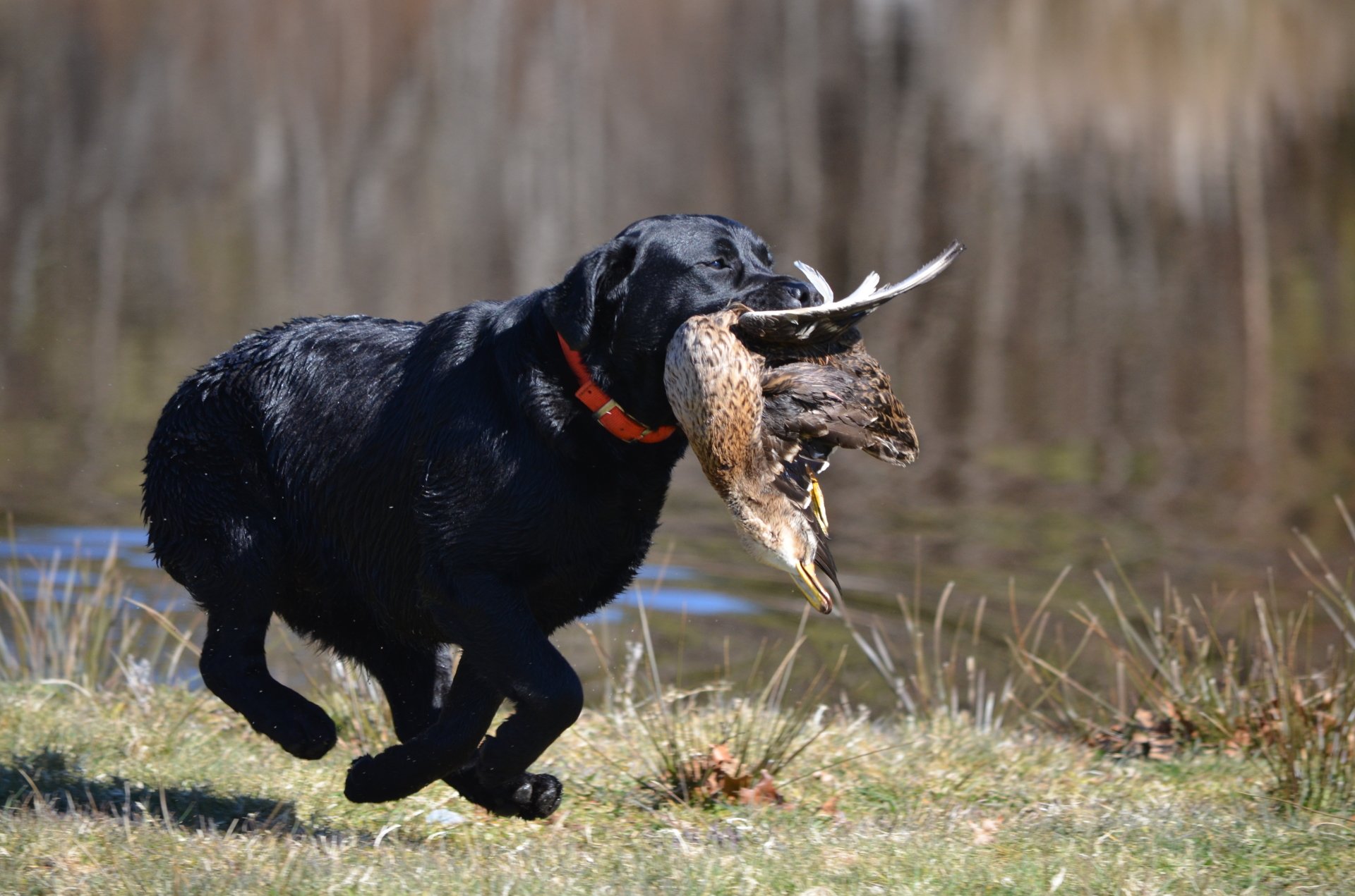 Westernsky's Midnight Sun CA BCAT | Black Labrador Retriver