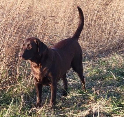 Radar's Grand Lake I Do What I Want | Chocolate Labrador Retriver