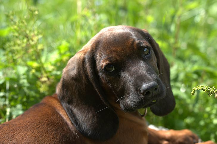 Bavarian Mountain Scent Hound