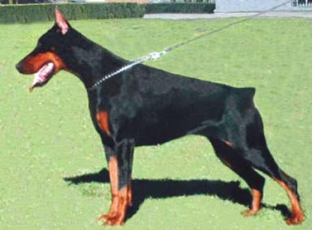 Ramonburg's Viva | Black Doberman Pinscher