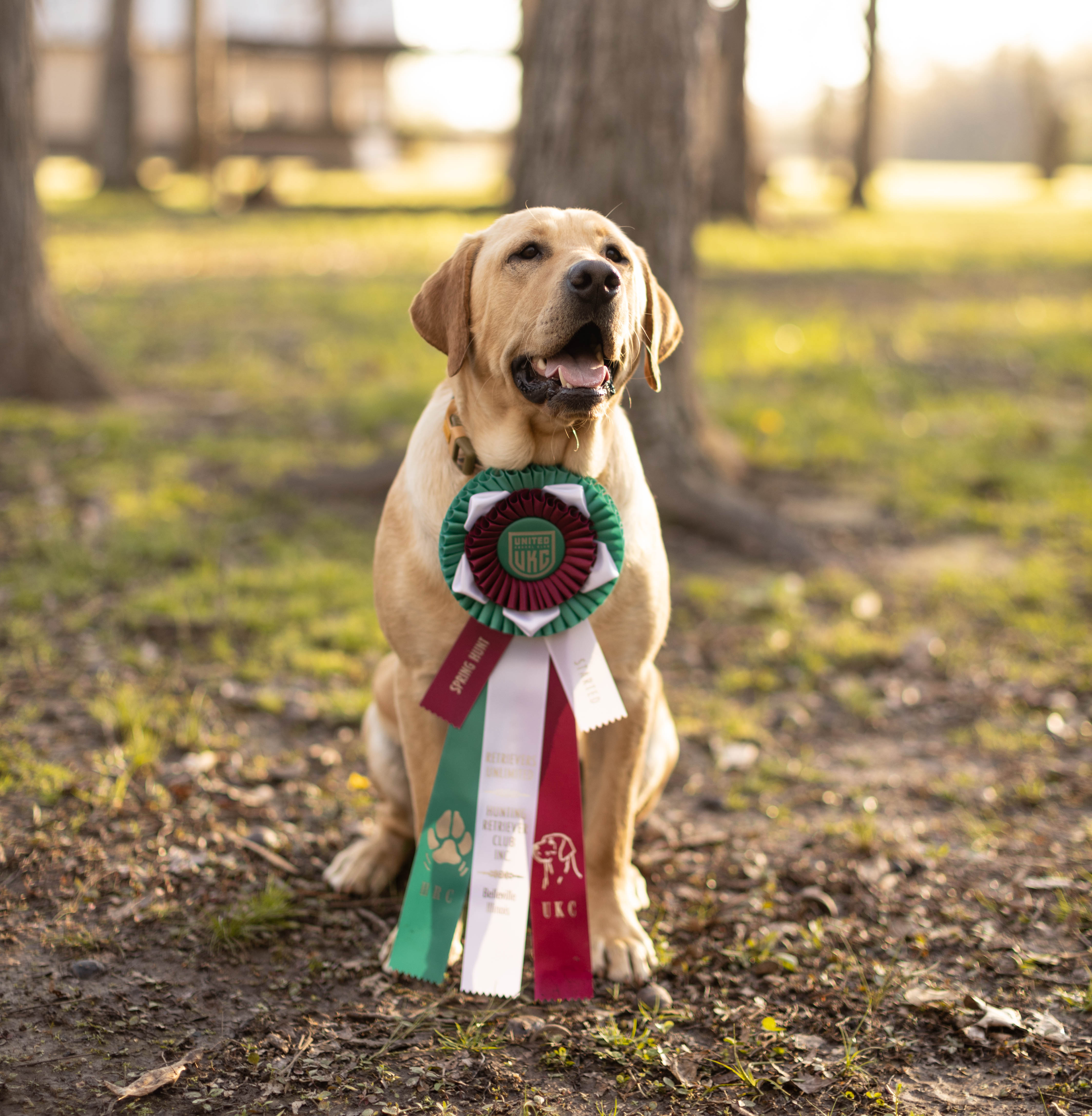 Ranger’s Up On Plane | Yellow Labrador Retriver