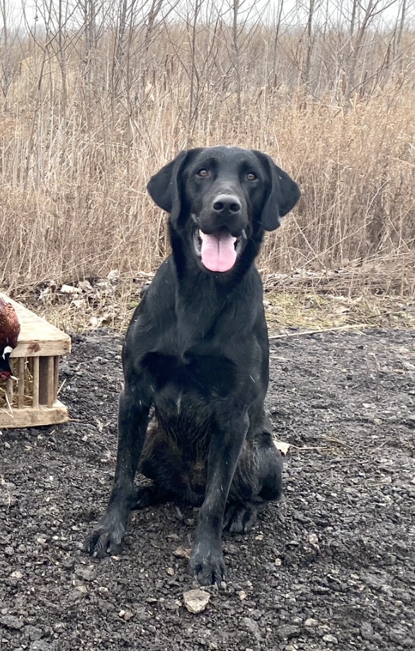 GRHRCH UH Barrow's Lord Remember Me MH | Black Labrador Retriver