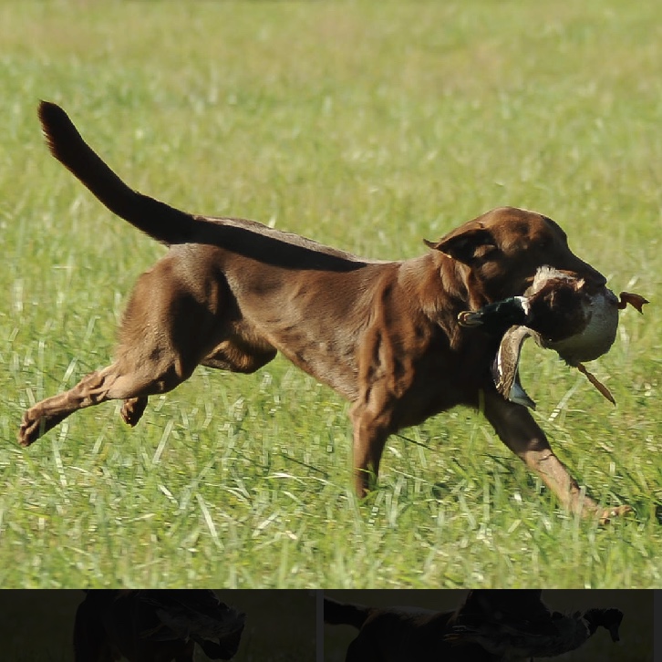 Heidi's Tugg Boat Pirate Captain MH | Chocolate Labrador Retriver