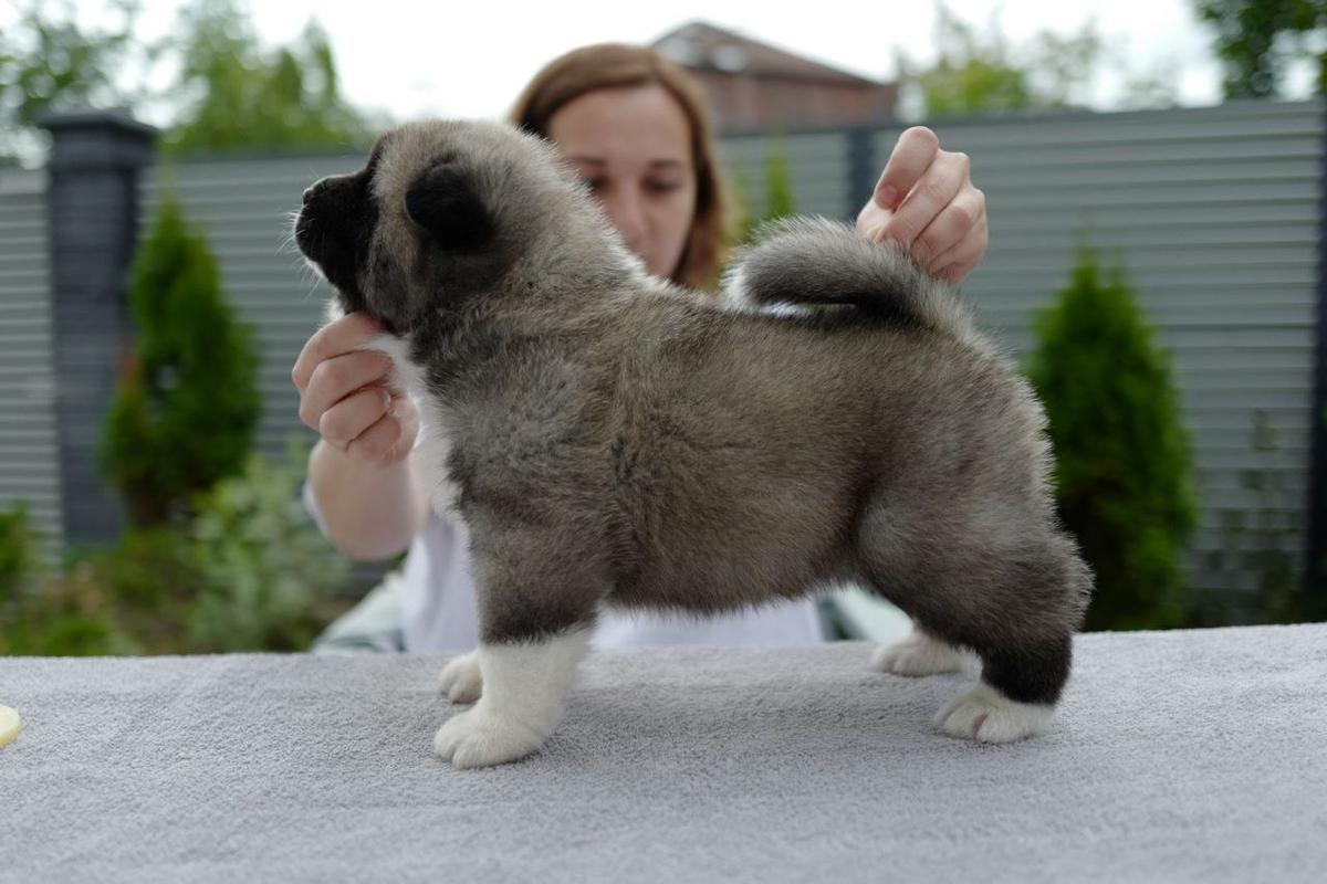 Nativebear Seven Sky | Akita 