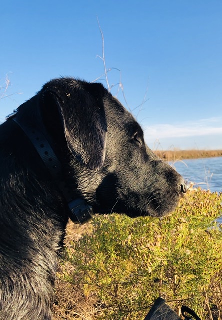 Black Bayou’s Grandslam MH | Black Labrador Retriver