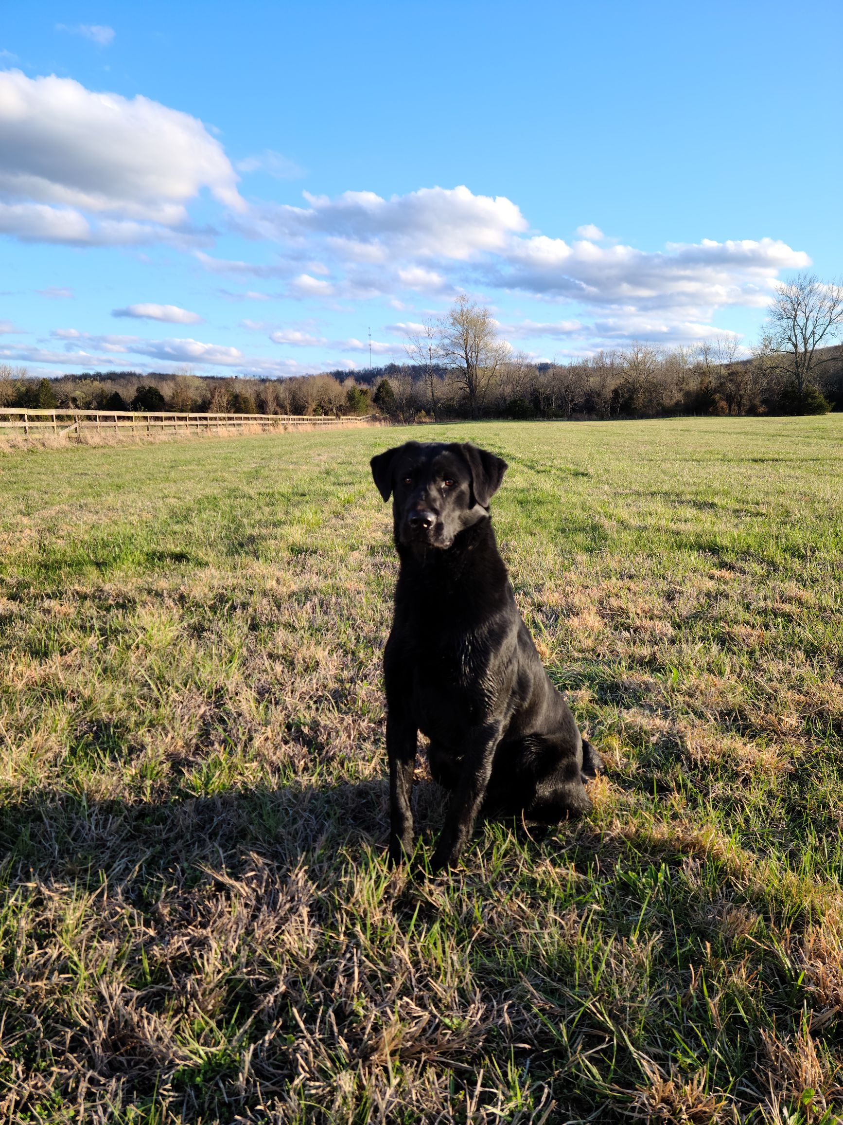 Simpson's Bull Pen Bully | Black Labrador Retriver