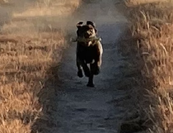 Justamere Duck Duck Goose | Chocolate Labrador Retriver