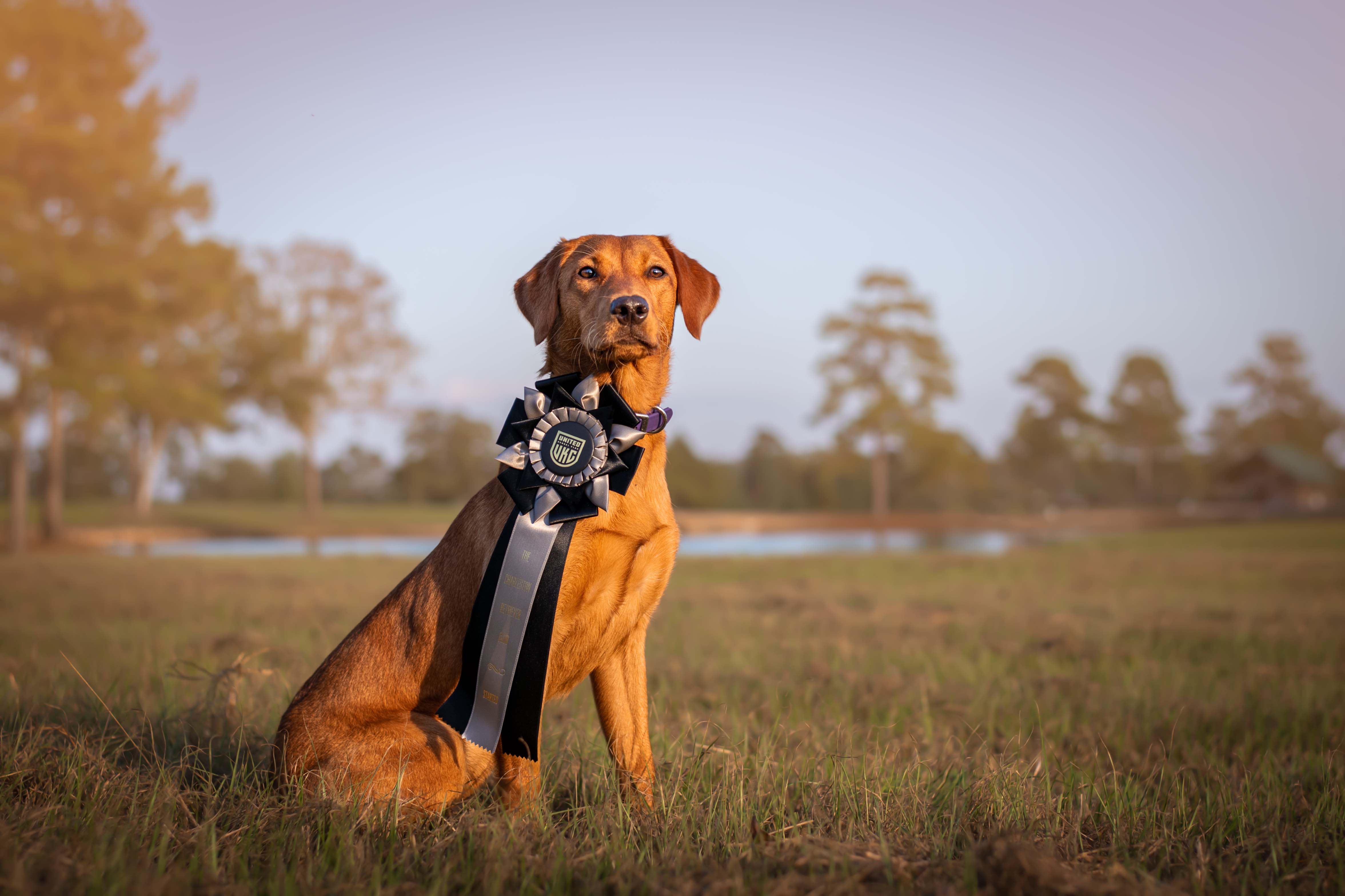 SHR UH Gray Light's Golden Embers CGC TKA | Yellow Labrador Retriver