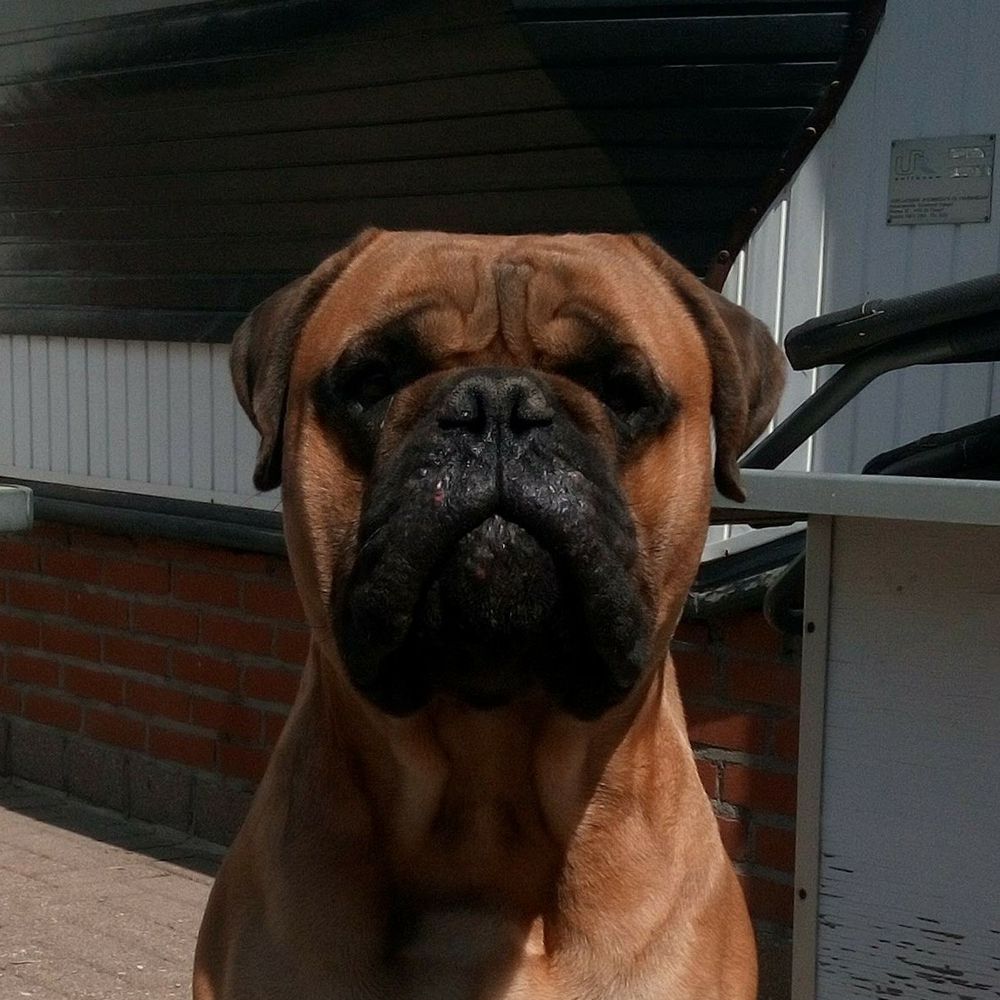 Memorabulls Bust a Move | Bullmastiff 