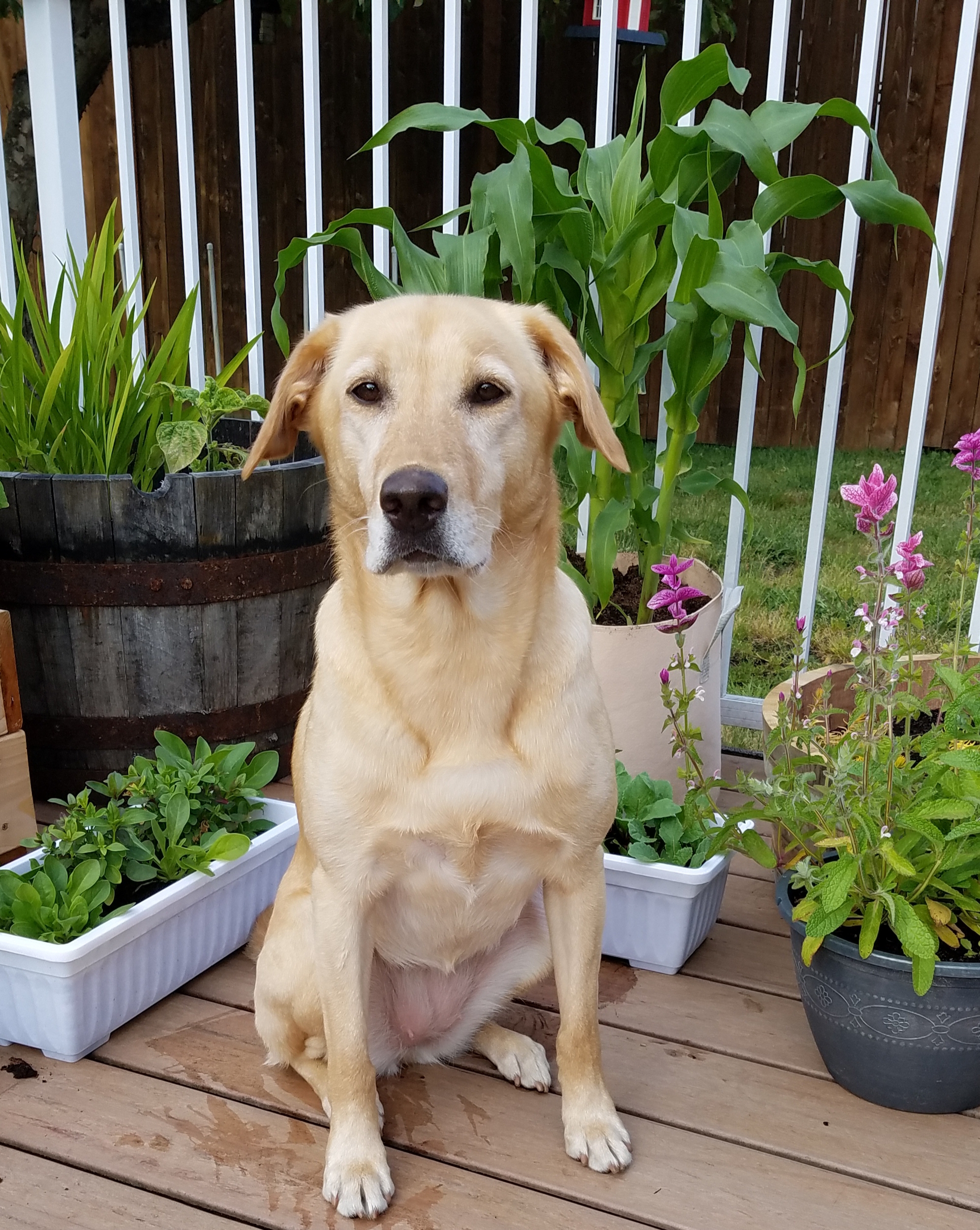 Blackfoots Jump For Joy OAP NJP RN RATN AS HDS DJA DSX ORT SWN SCNE SENE | Yellow Labrador Retriver