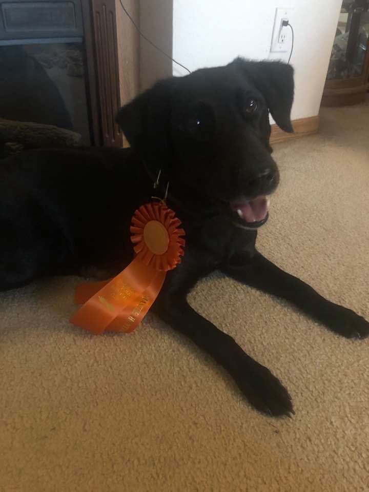 Healmarks Bella Ragazza MH | Black Labrador Retriver