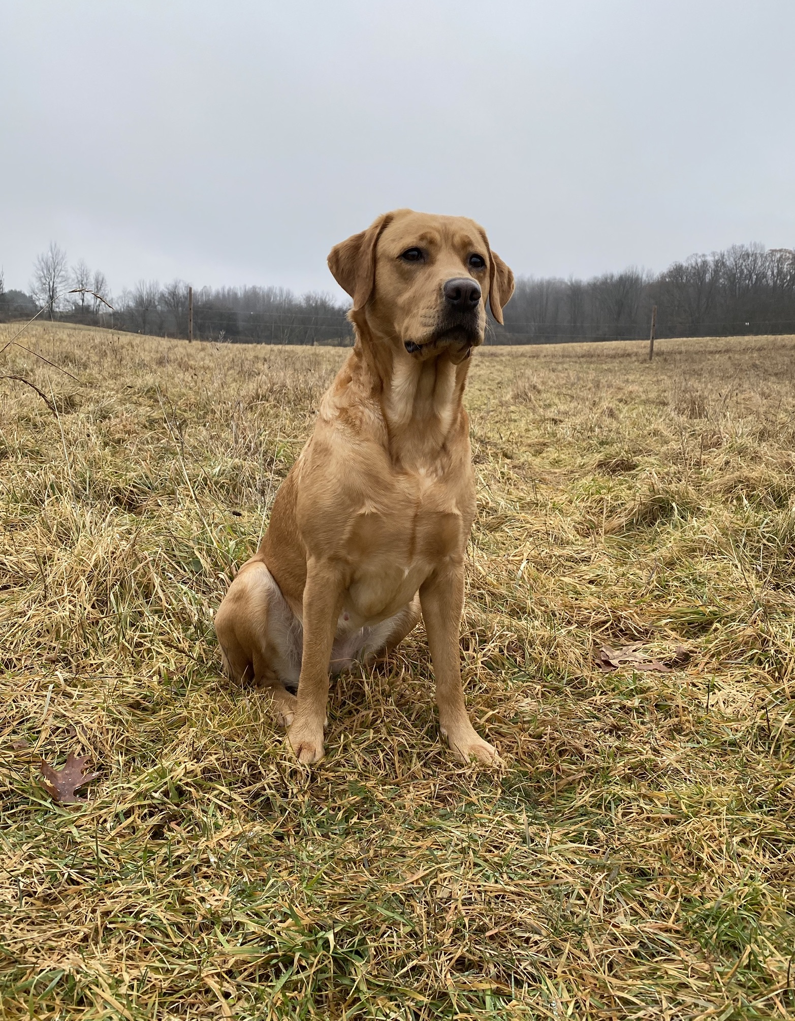 Brookes Salty Sea Dog Sage CGC | Yellow Labrador Retriver