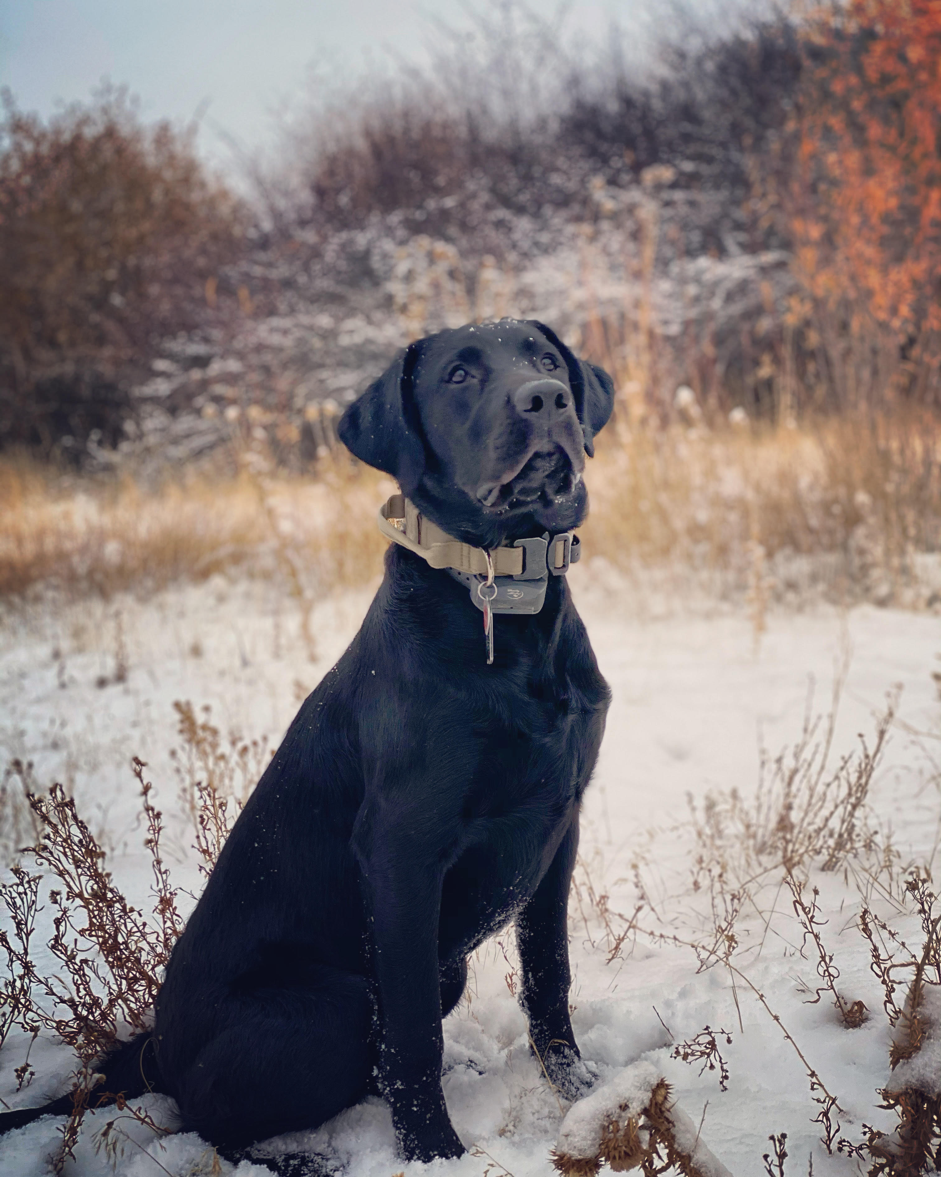 Usher's Hank The Tank | Black Labrador Retriver