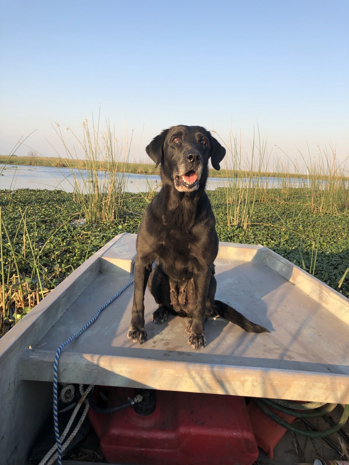 Jake's Ace Of Bells | Black Labrador Retriver