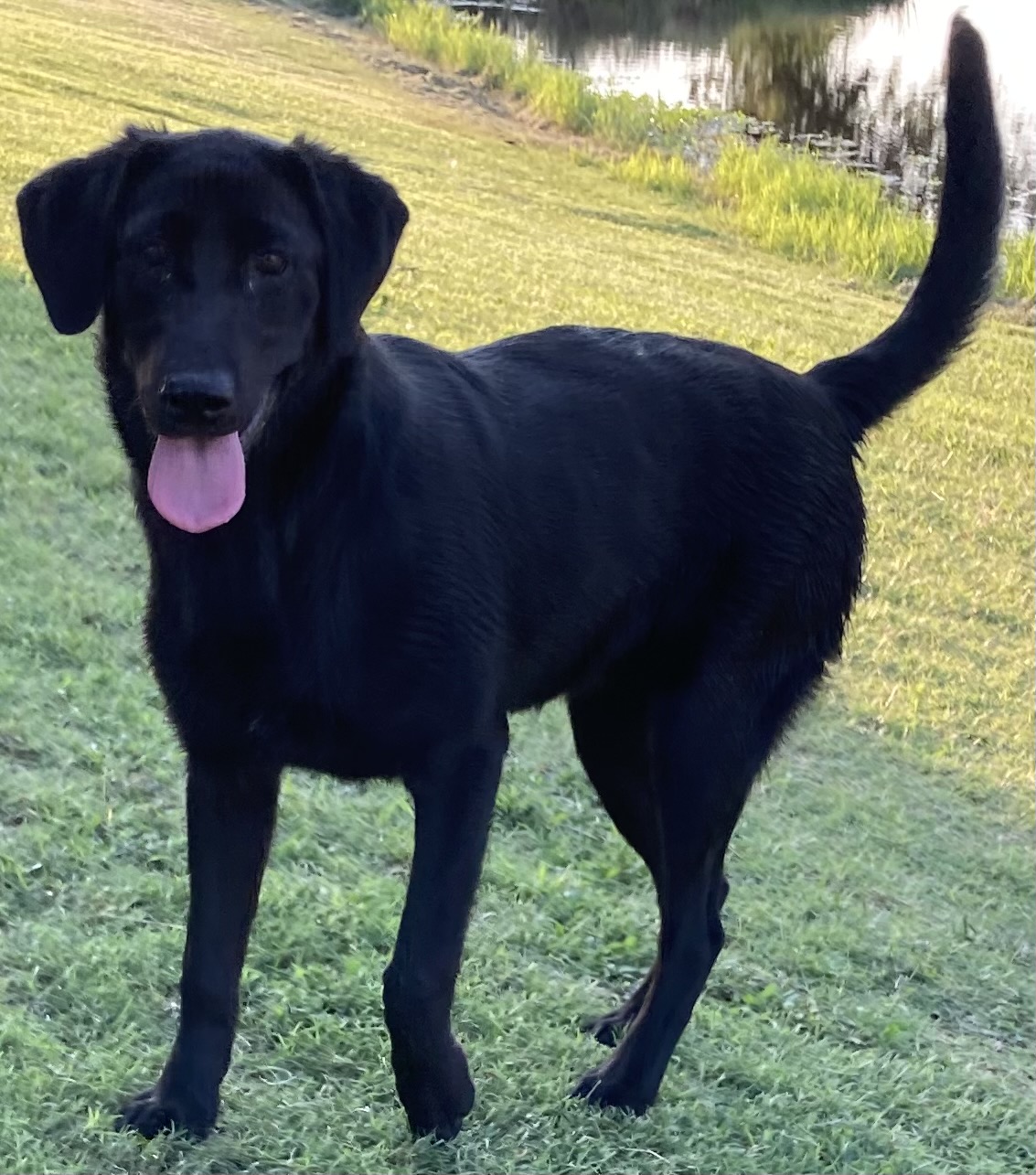 Cache Hill's Midnight Yell | Black Labrador Retriver