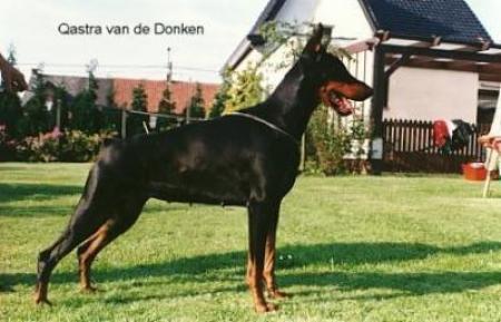 Qastra v.d. Donken | Black Doberman Pinscher