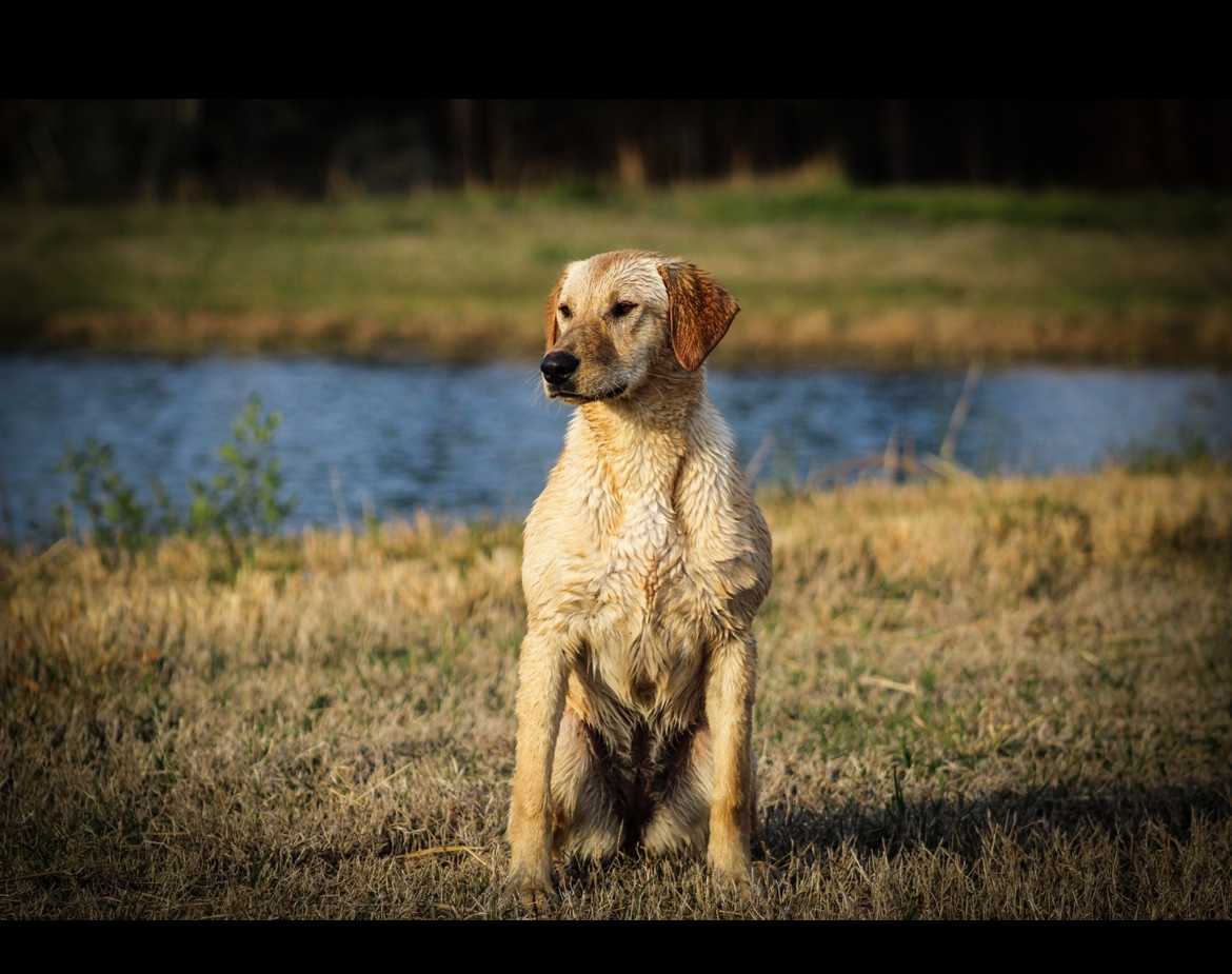 Sky Watcher's Fowl Reaper | Yellow Labrador Retriver