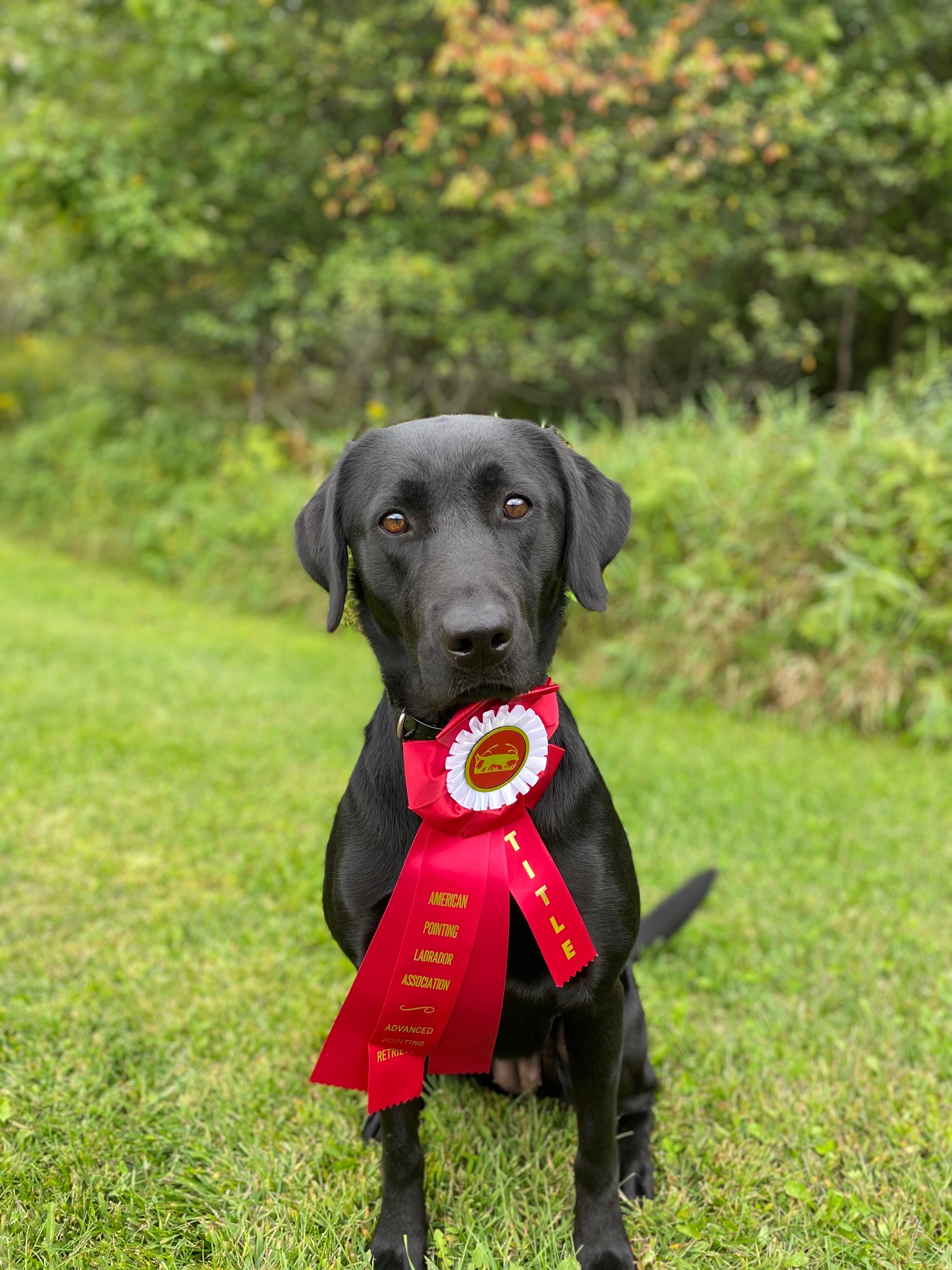 APR HR Cooperstown Star Of The Show | Black Labrador Retriver
