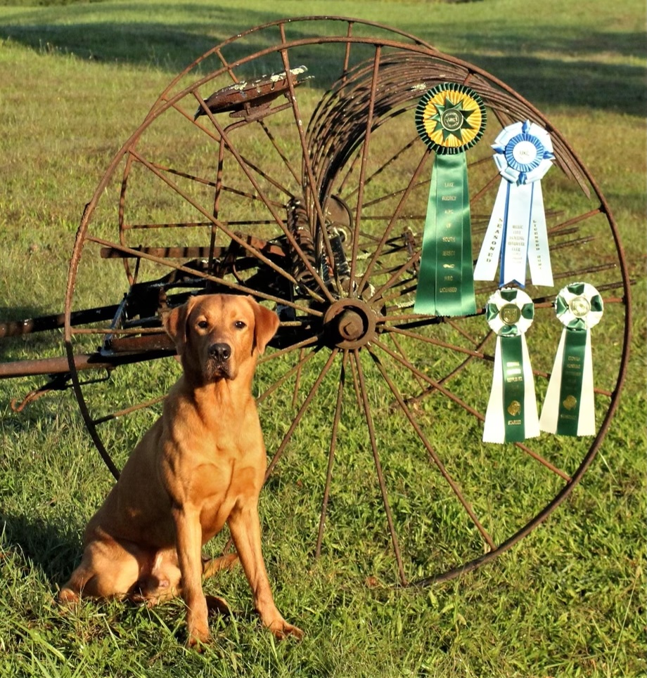 HR Woodbridge’s Smokin’ Smith & Wesson | Yellow Labrador Retriver