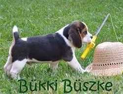 Diósgyori-Ozugró Bükki Büszke | Beagle 