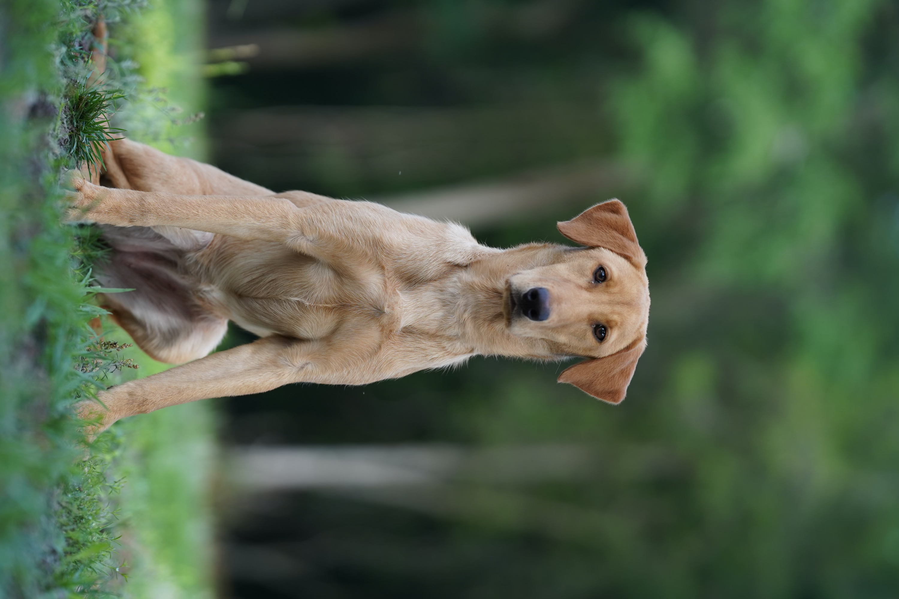 Woodbridge’s Dream Weaver | Yellow Labrador Retriver