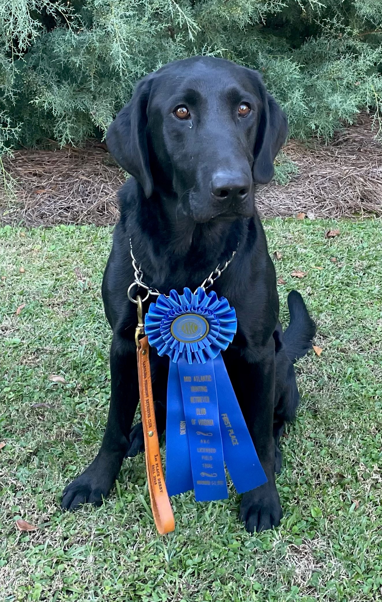 Dickens' Mighty Tiger QAA | Black Labrador Retriver