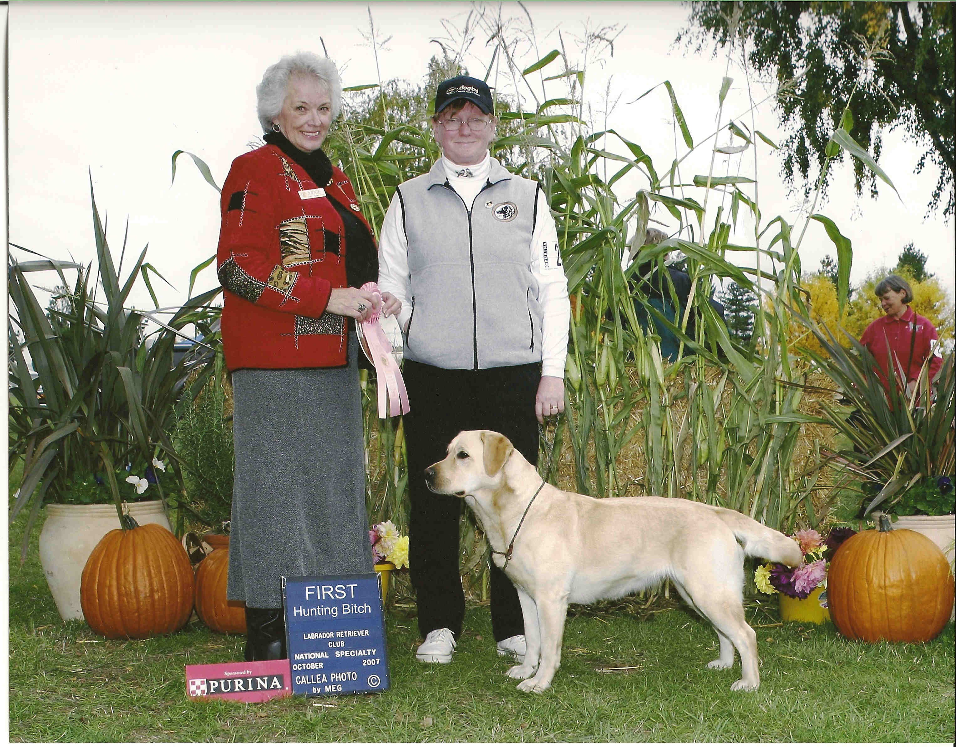 Chilbrook Aurora SH RN | Yellow Labrador Retriver