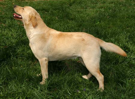 Dragonlord's Aislin CGC | Yellow Labrador Retriver