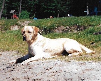 Chilbrook Dreamcatcher | Yellow Labrador Retriver