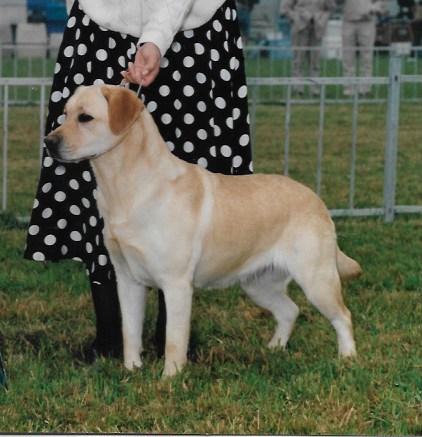 Am. & FCI Multi Champion Chilbrook Fedora CGC RN | Yellow Labrador Retriver