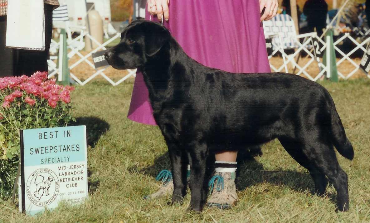 Chilbrook Bon Bon | Black Labrador Retriver