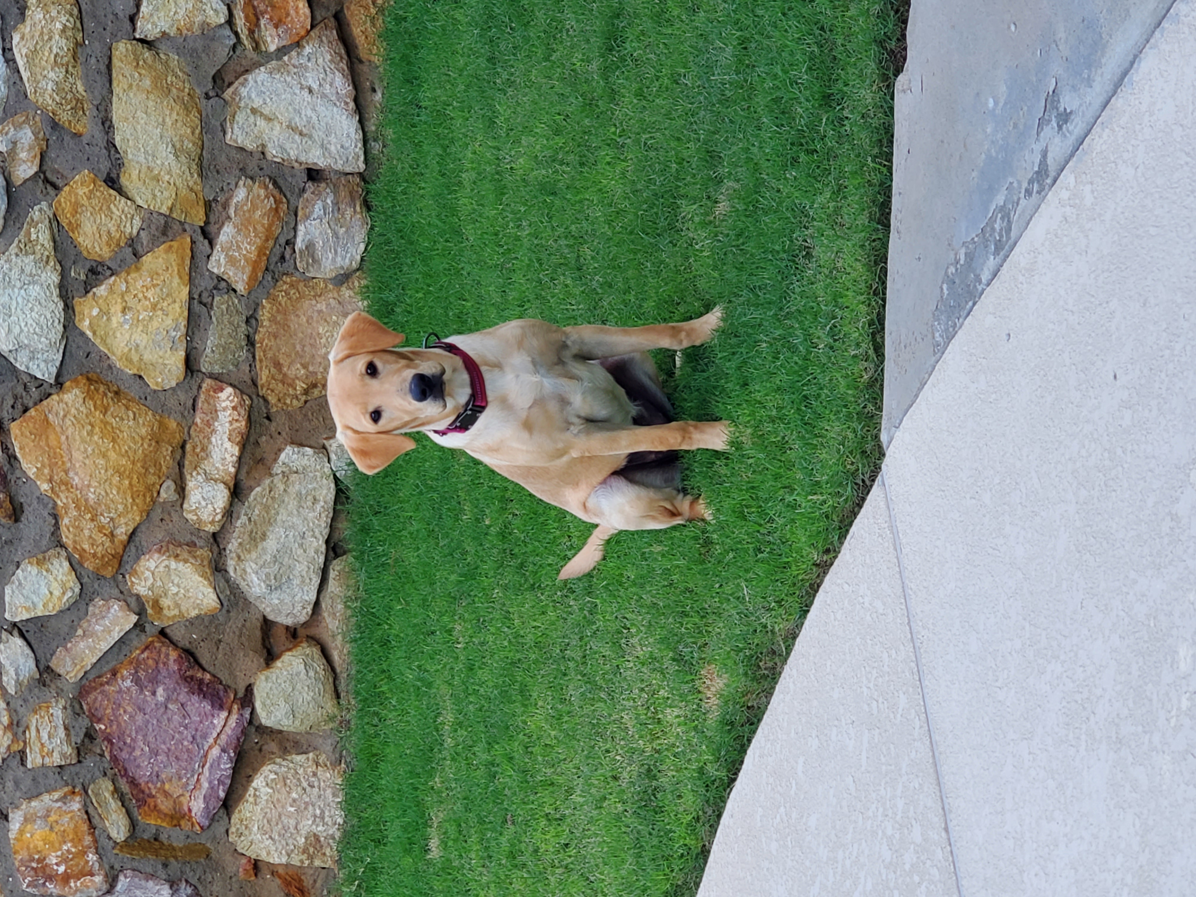 Calisto Hopeful Deacon | Yellow Labrador Retriver